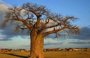 Botswana Baobab Tree