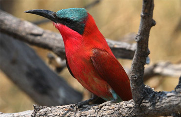 Bird Life Sun Bird Destinations