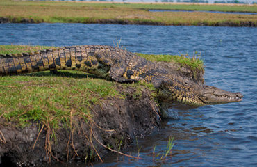 Moremi Botswana